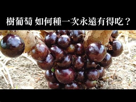 萄葡樹|樹葡萄樹種植要多久時間才會生長樹葡萄